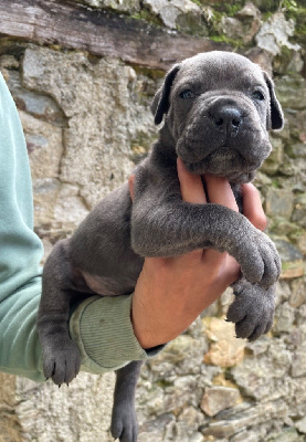 Valma's Signature - Cane Corso - Portée née le 30/09/2024