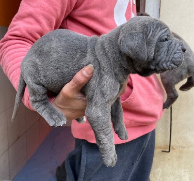 CHIOT 5 gris légèrement bringé 