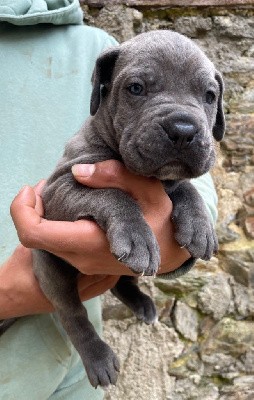 CHIOT 1 gris bringé 