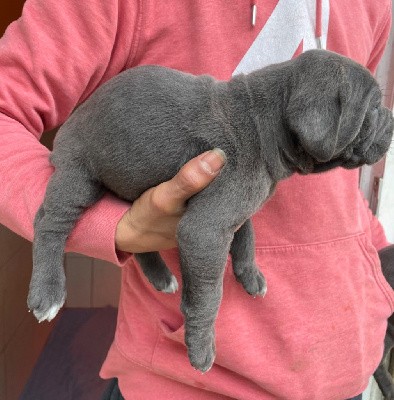 CHIOT 7 gris légèrement bringé 