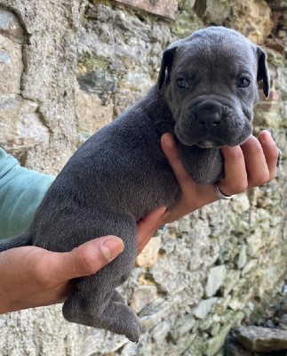 CHIOT 5 grise bringé collier orange 