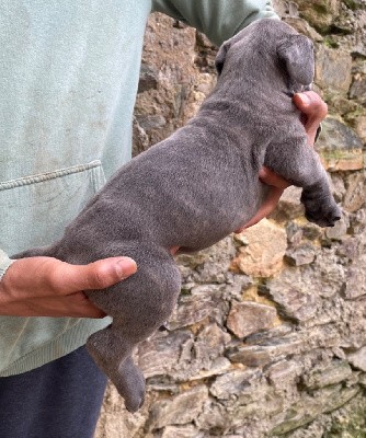 CHIOT 1 gris bringé 