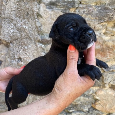 CHIOT 7 noire 