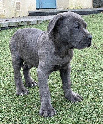 CHIOT 3 gris légèrement bringé 