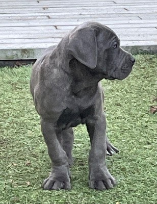 CHIOT 3 gris légèrement bringé 