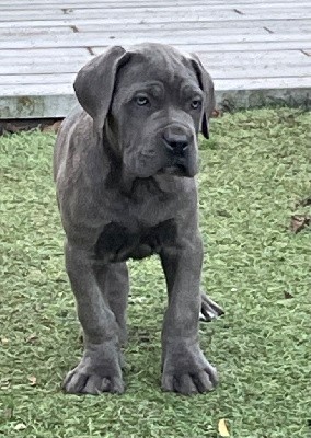 CHIOT 3 gris légèrement bringé 