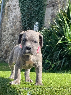 CHIOT 8 gris bringée 