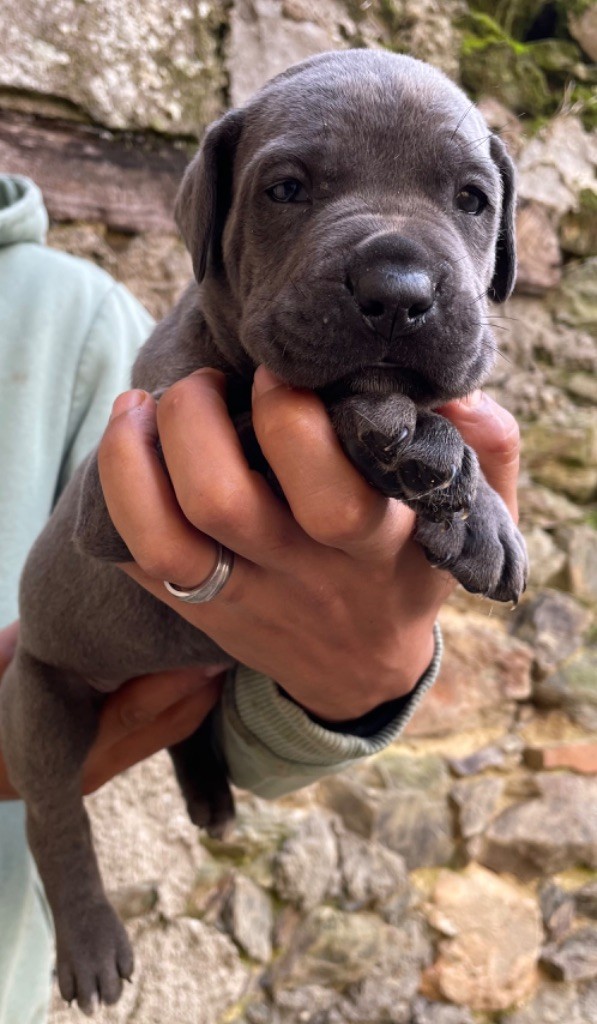 Valma's Signature - Chiot disponible  - Cane Corso