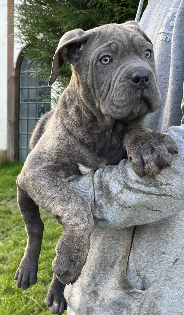 Valma's Signature - Chiot disponible  - Cane Corso