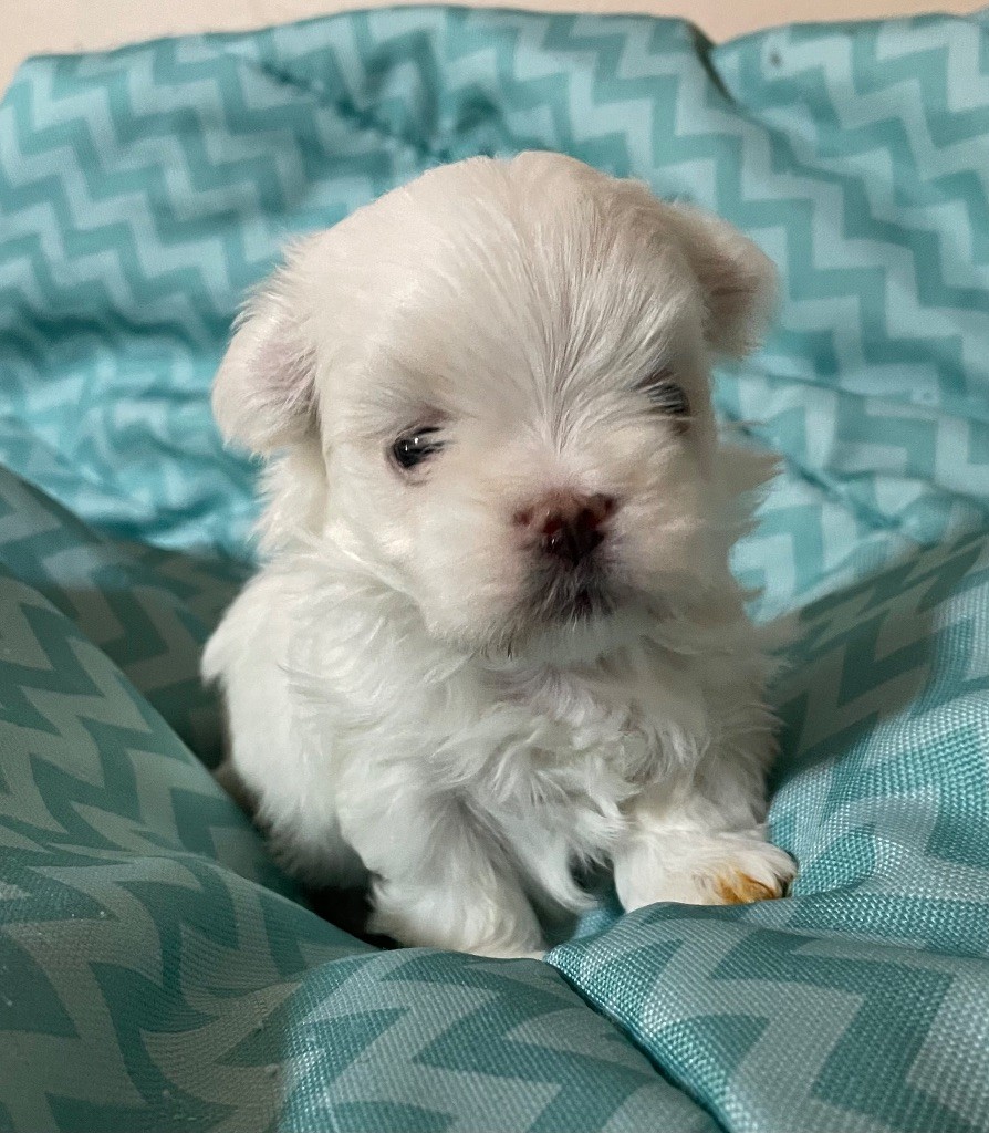 Valma's Signature - Chiot disponible  - Bichon maltais