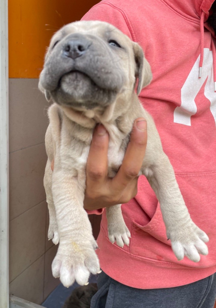 Valma's Signature - Chiot disponible  - Cane Corso