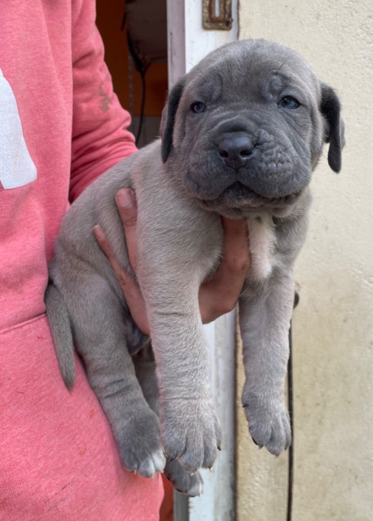 Valma's Signature - Chiot disponible  - Cane Corso