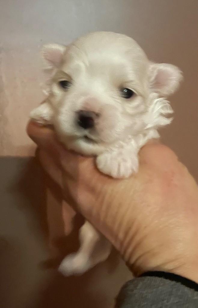 Valma's Signature - Chiot disponible  - Bichon maltais