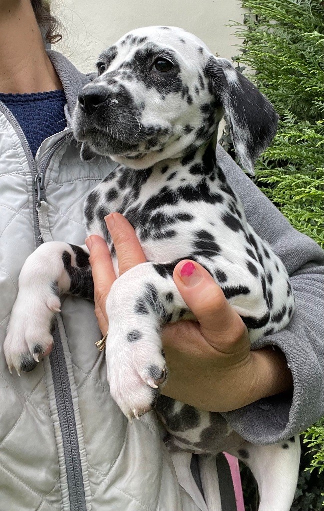 Valma's Signature - Chiot disponible  - Dalmatien