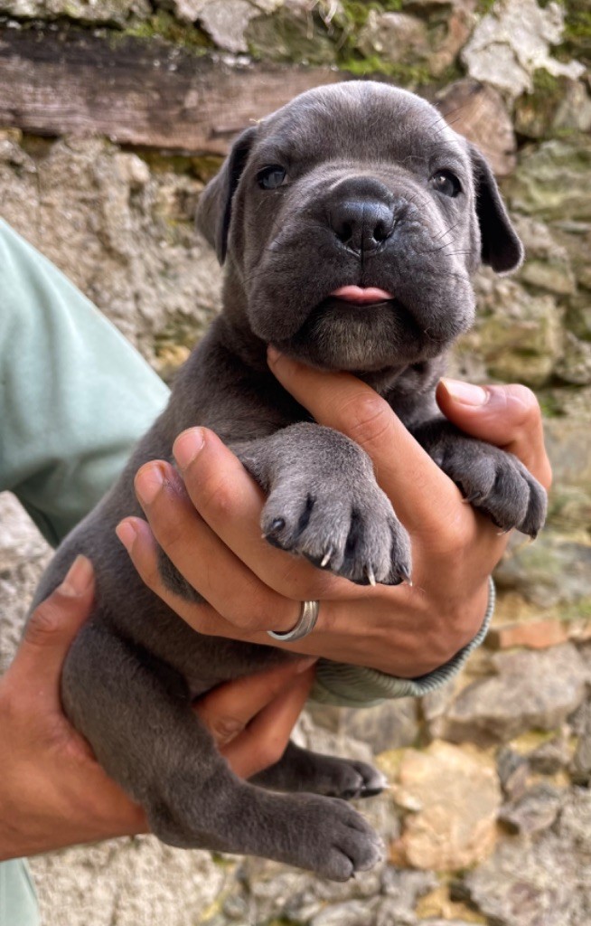 Valma's Signature - Chiot disponible  - Cane Corso