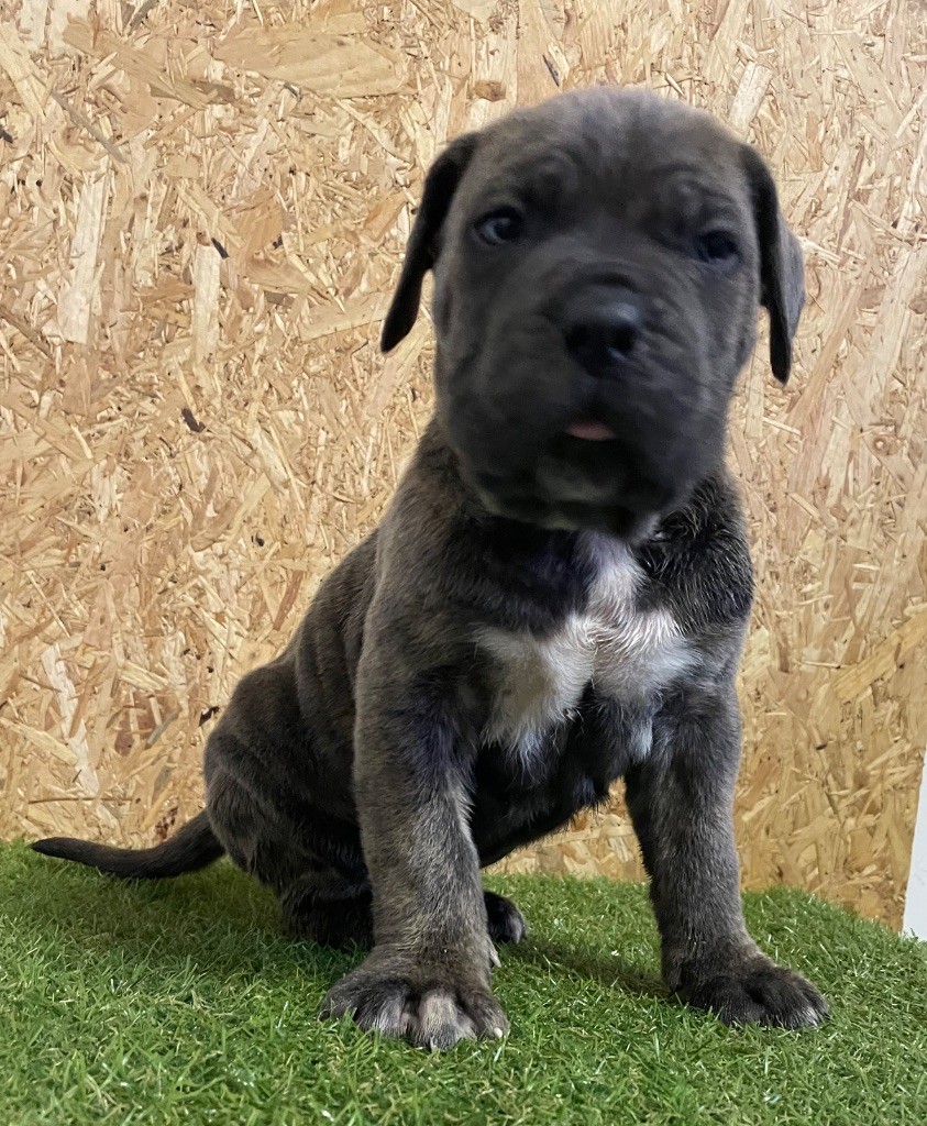 Valma's Signature - Chiot disponible  - Cane Corso