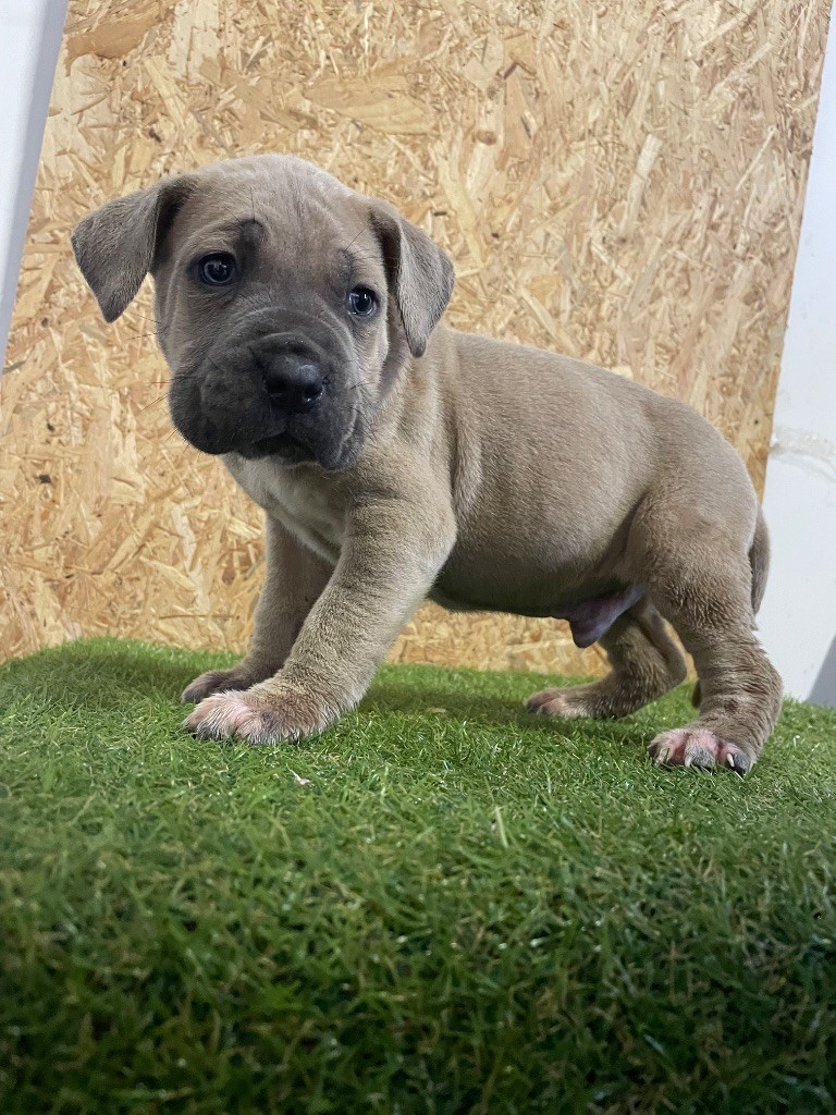 Valma's Signature - Chiot disponible  - Cane Corso