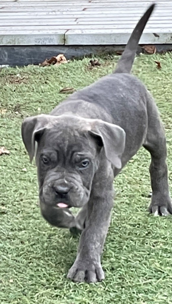 Valma's Signature - Chiot disponible  - Cane Corso