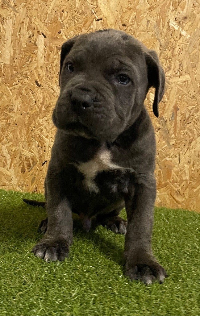 Valma's Signature - Chiot disponible  - Cane Corso