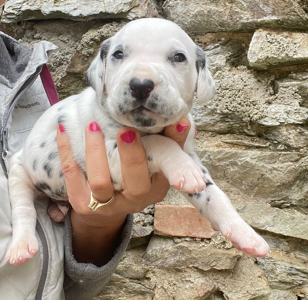 Valma's Signature - Chiot disponible  - Dalmatien