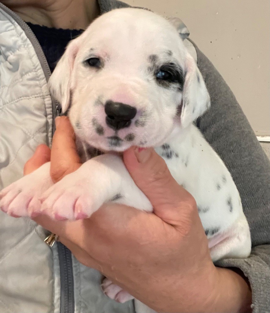 Valma's Signature - Chiot disponible  - Dalmatien