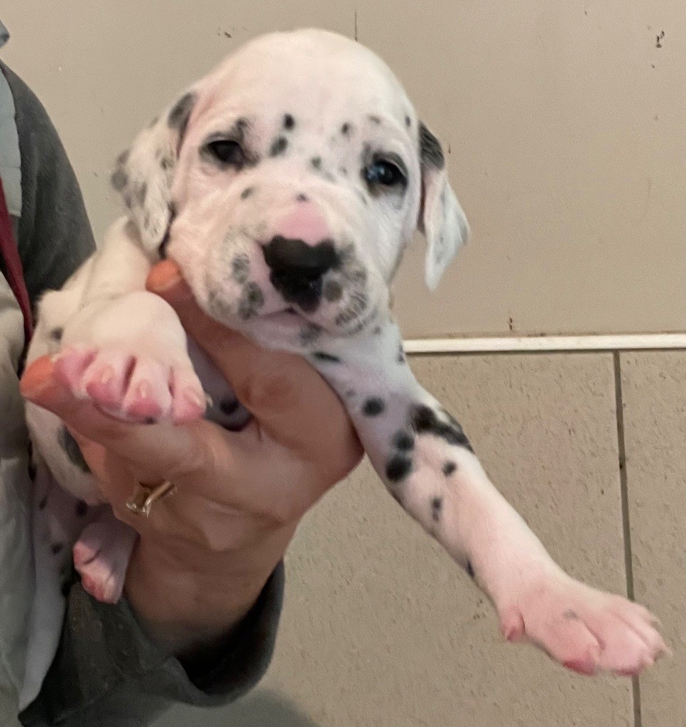 Valma's Signature - Chiot disponible  - Dalmatien