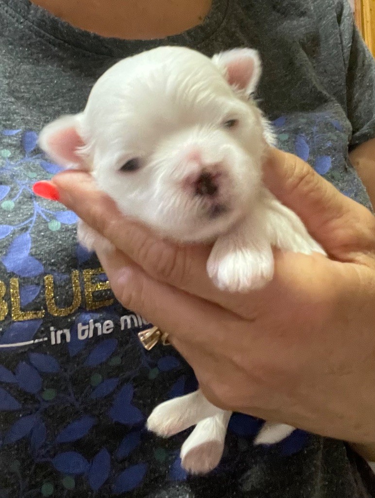 Valma's Signature - Chiot disponible  - Bichon maltais