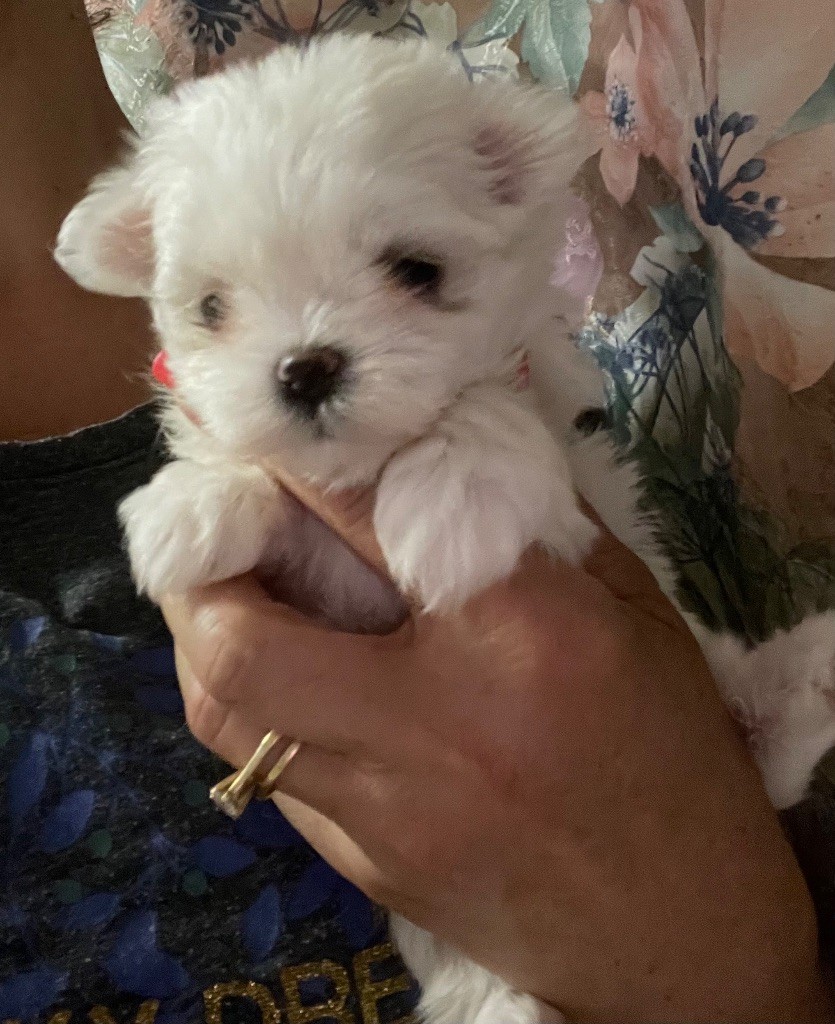 chiot Bichon maltais Valma's Signature