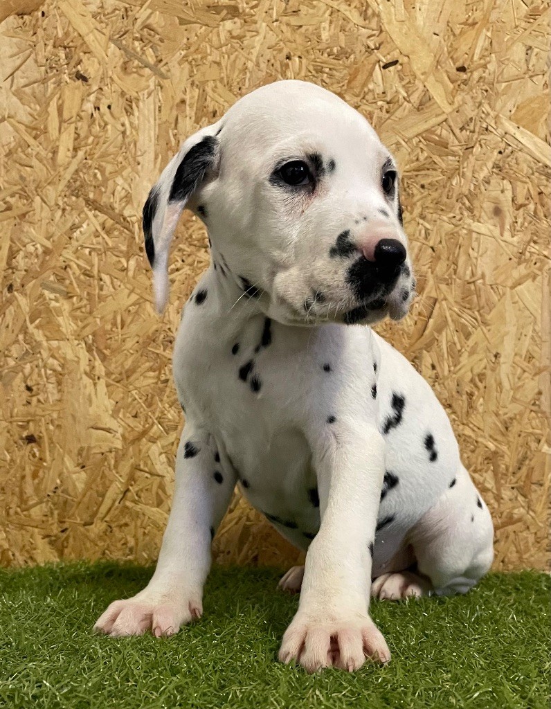 Valma's Signature - Chiot disponible  - Dalmatien