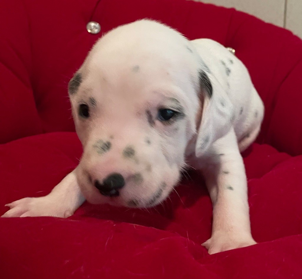 Valma's Signature - Chiot disponible  - Dalmatien