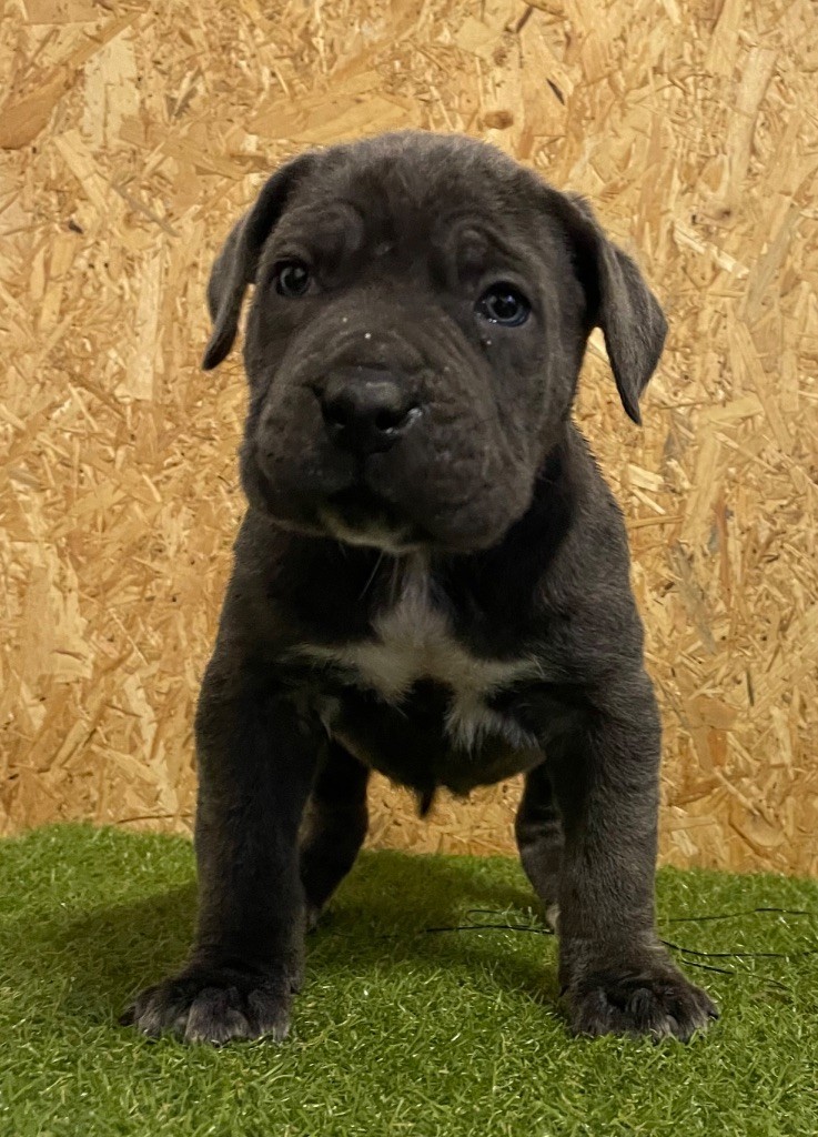 Valma's Signature - Chiot disponible  - Cane Corso