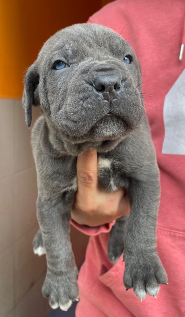 Valma's Signature - Chiot disponible  - Cane Corso