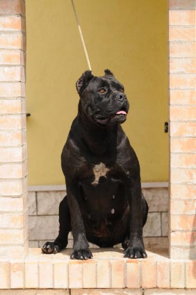 CH. Eva (Sans Affixe)