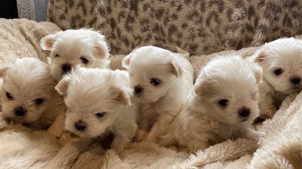 Chiots à réserver 