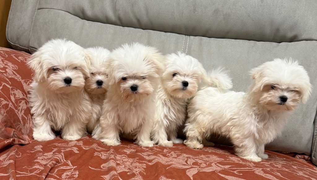 Chiots à réserver disponible mi novembre 