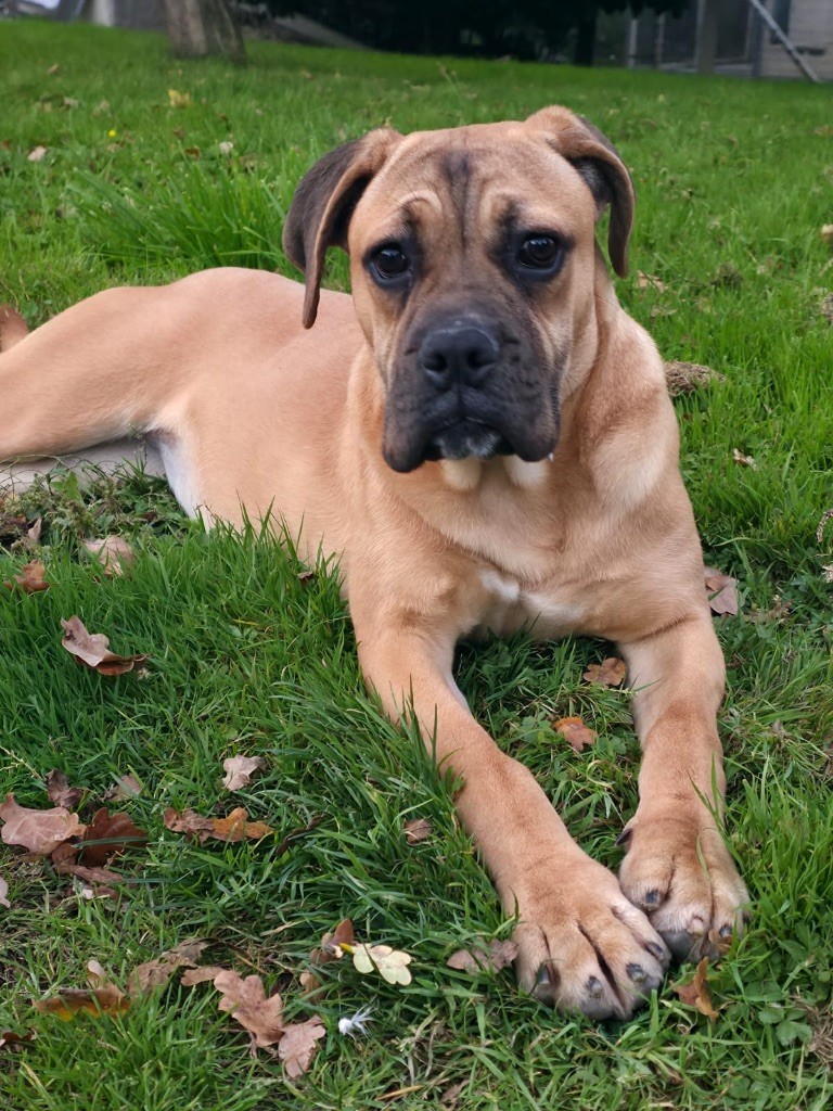 Annibal a las puertas Akira disponible 