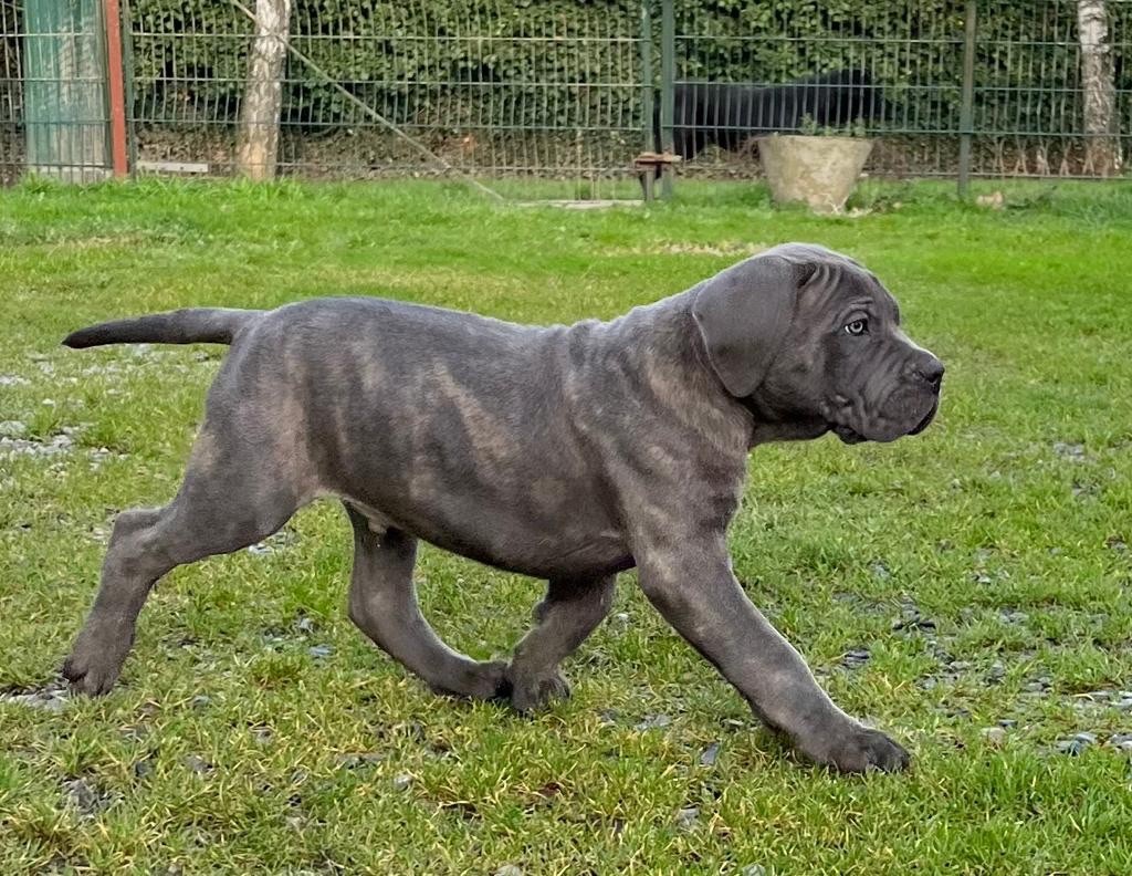 Valma's Signature - Chiots cane corso disponibles