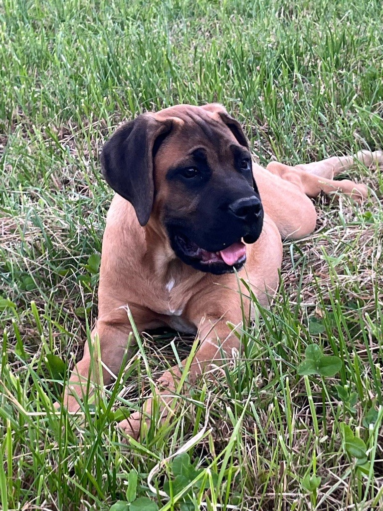 Chiots cane corso lof fauve disponibles