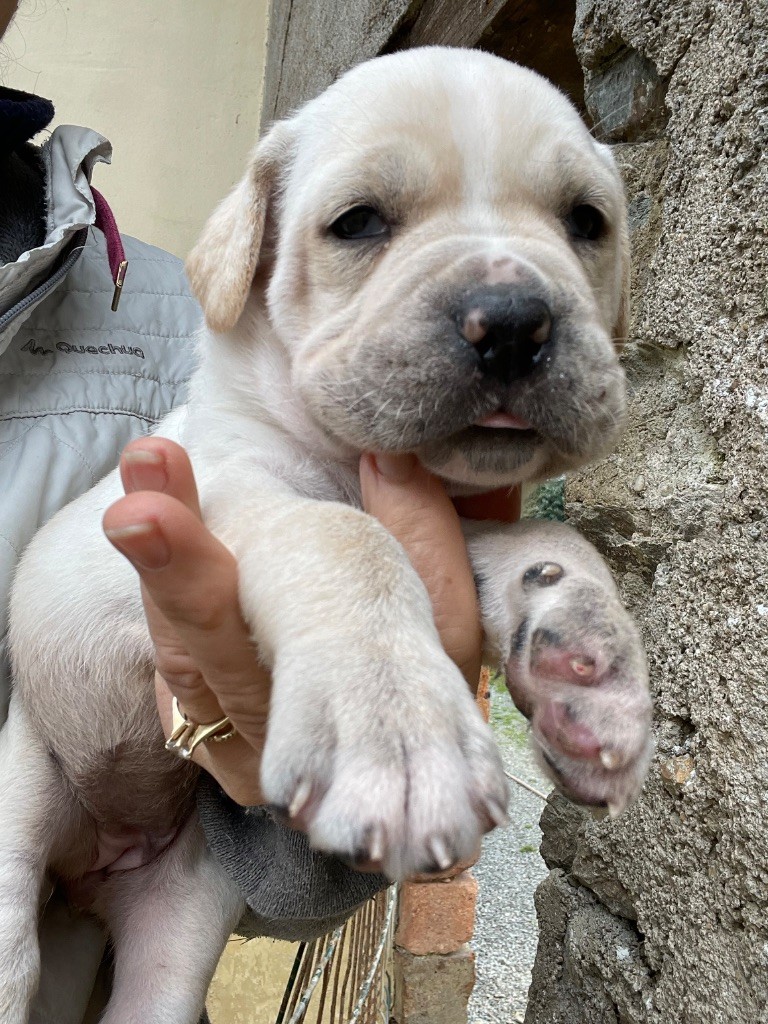 Valma's Signature - Chiots disponibles - Cane Corso