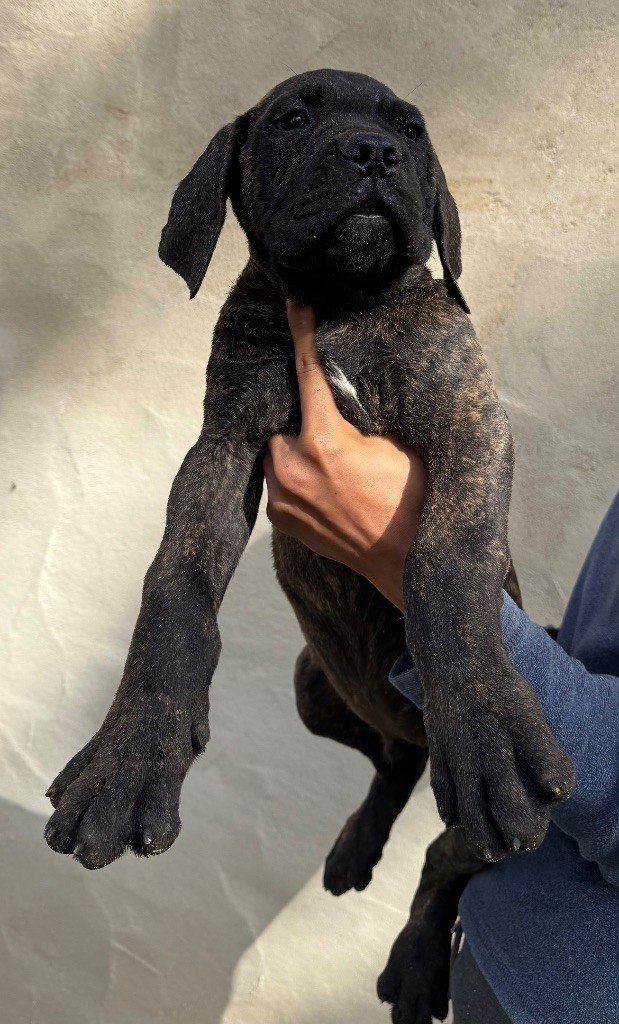 Valma's Signature - Chiots disponibles - Cane Corso