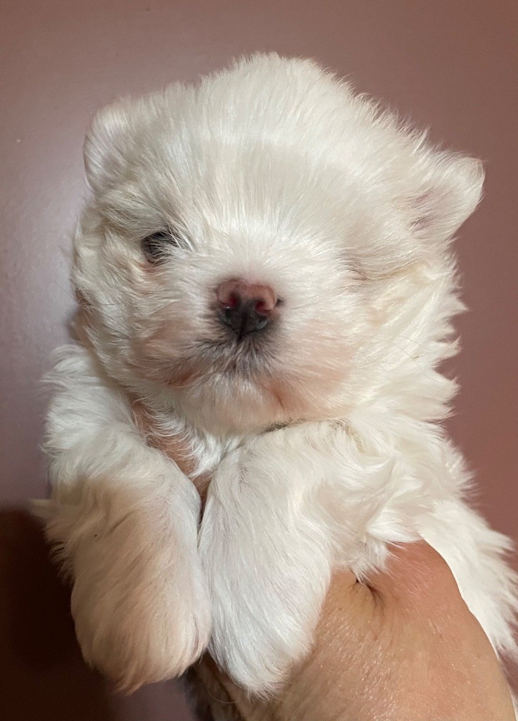 Valma's Signature - Chiots disponibles - Bichon maltais