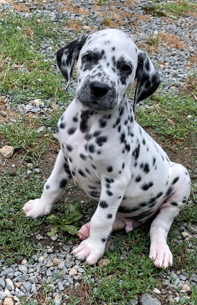 Valma's Signature - Chiots disponibles - Dalmatien