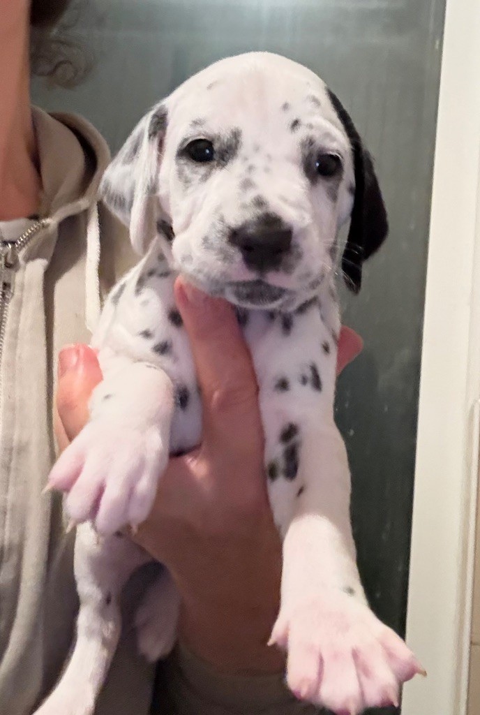 Valma's Signature - Chiots disponibles - Dalmatien