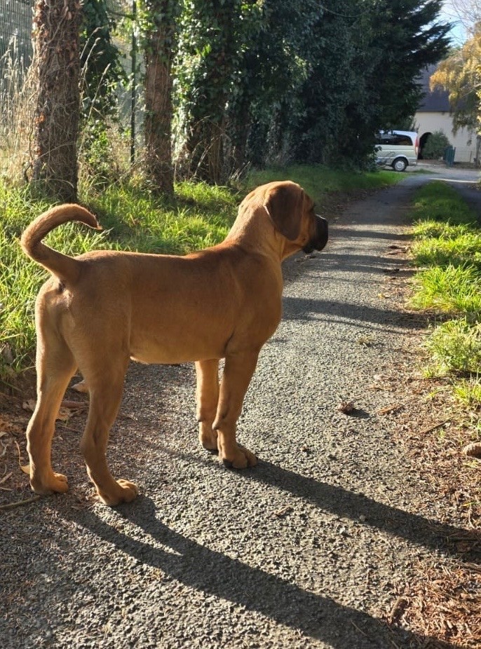 Valma's Signature - Chiots disponibles - Cane Corso