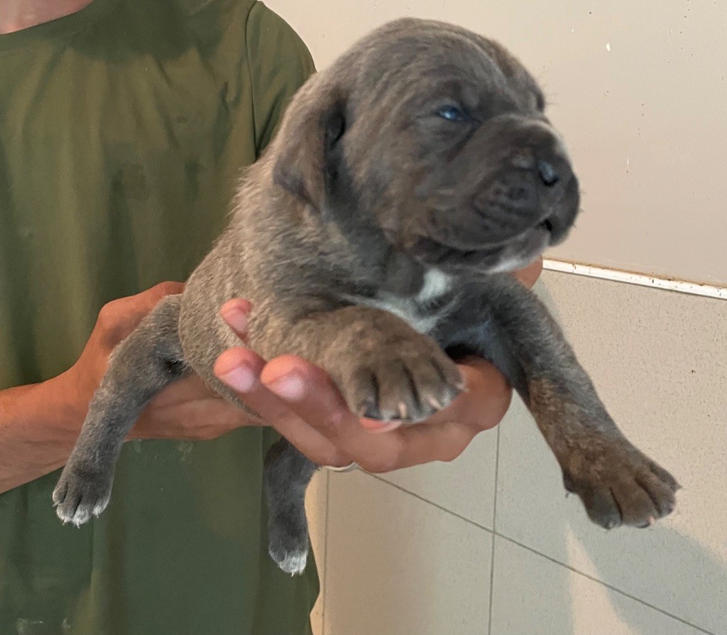 Valma's Signature - Chiots disponibles - Cane Corso