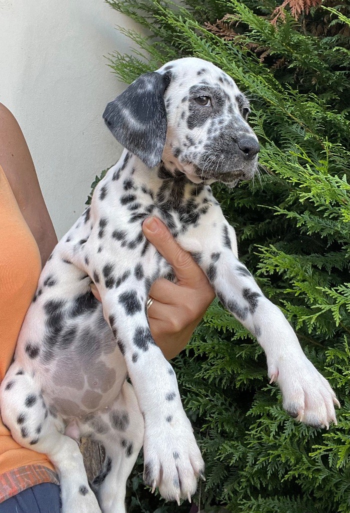 Valma's Signature - Chiots disponibles - Dalmatien