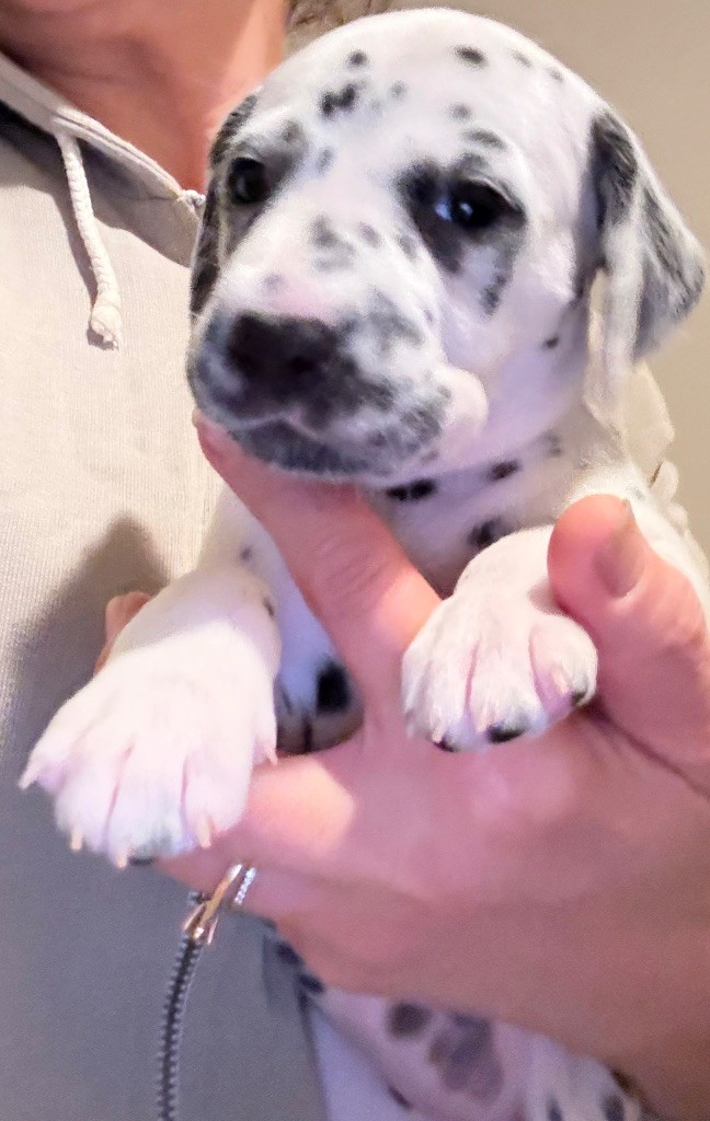 Valma's Signature - Chiots disponibles - Dalmatien