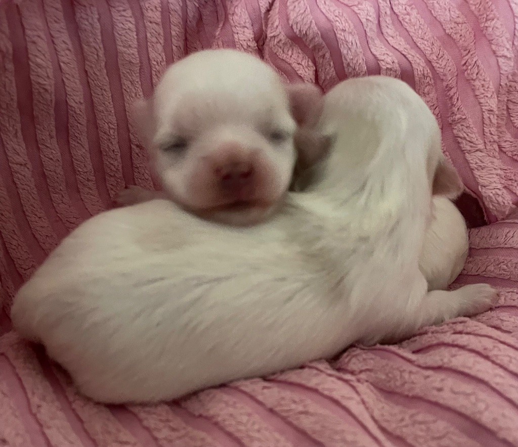 Valma's Signature - Chiots disponibles - Bichon maltais