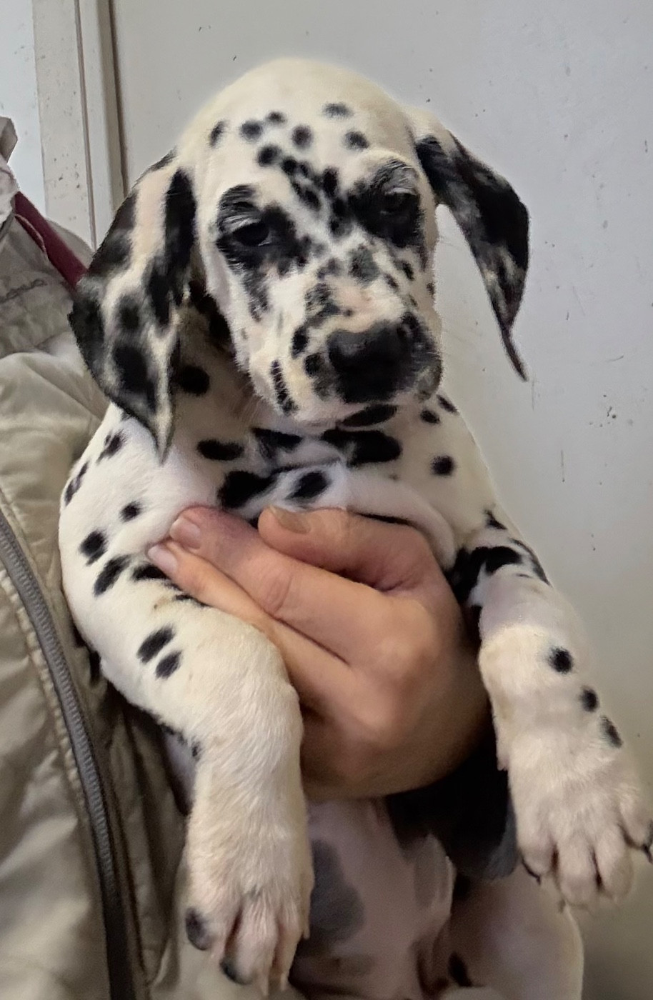 Valma's Signature - Chiots disponibles - Dalmatien