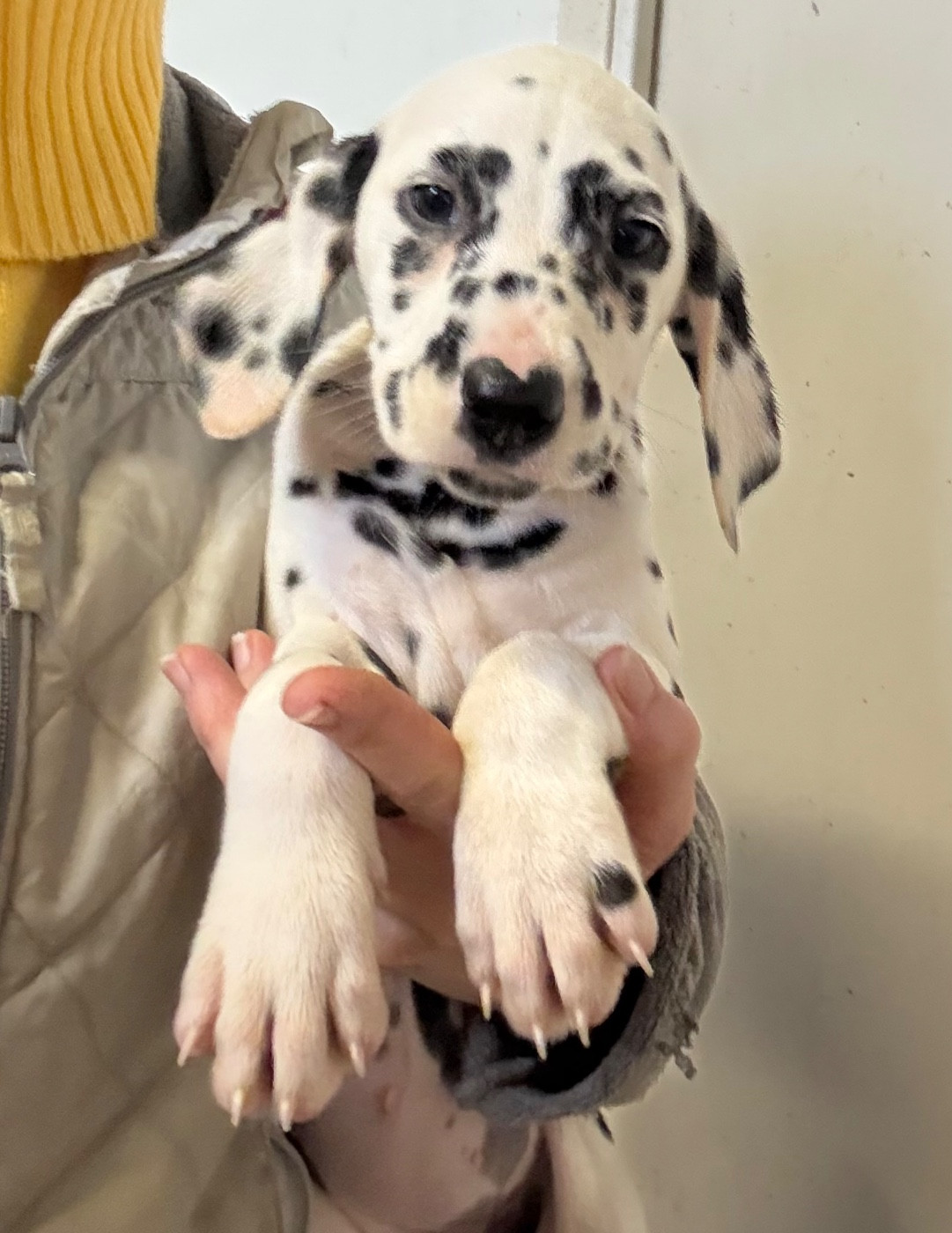 Valma's Signature - Chiots disponibles - Dalmatien